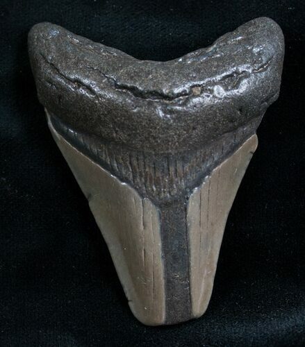 Megalodon Tooth - Peace River, Florida #7758